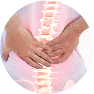 spine_showup