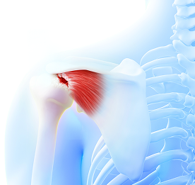 shoulder_b2